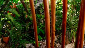 Some didgeridoo who are waiting for the varnish to dry