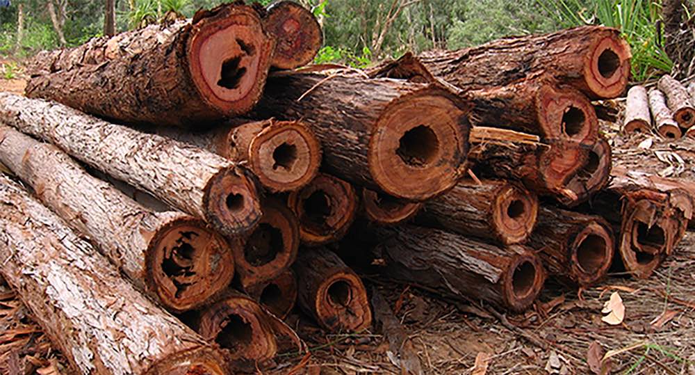 Des troncs d'eucalyptus creusés par les termites